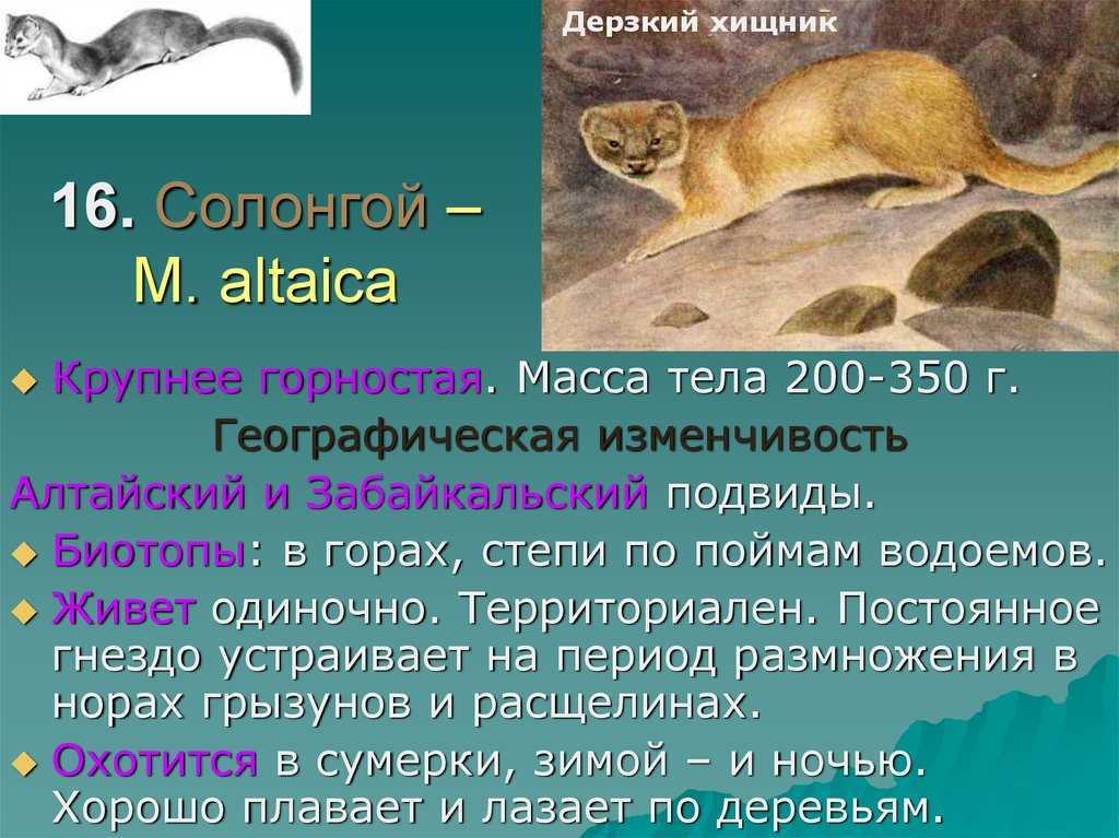 Природа забайкальского края