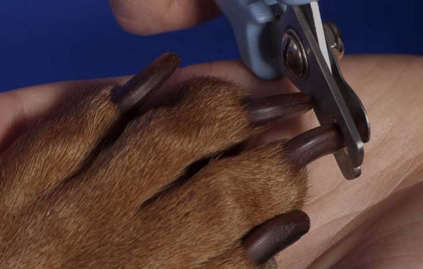 Ветеринарный врач: как правильно стричь когти собаке?