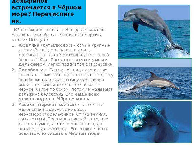 Черноморская афалина — описание, среда обитания, образ жизни