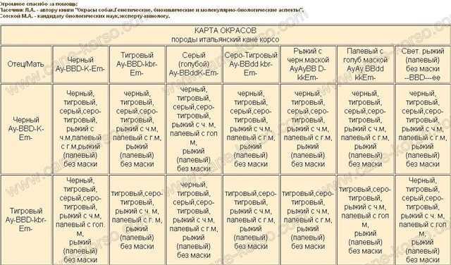 Итальянский кане-корсо: обновлённый стандарт породы