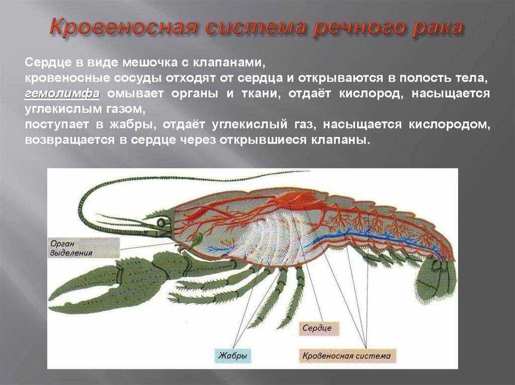 Топ 9 крабов которых вы захотите в аквариум