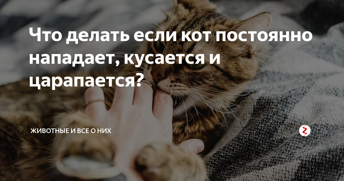 6 причин из-за чего кошка кусается, когда ее гладишь
