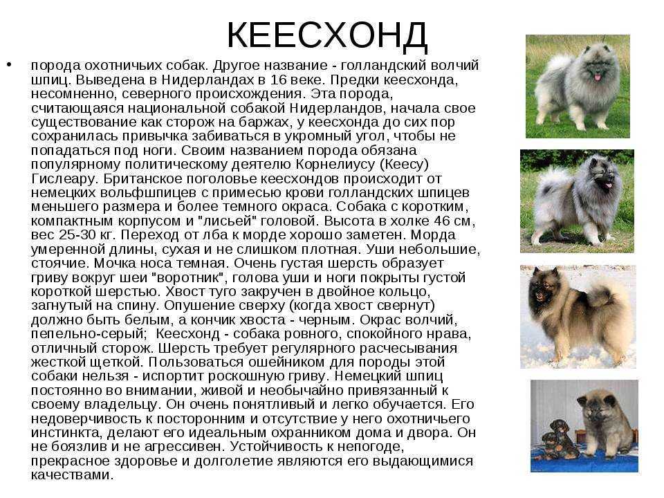 Померанский шпиц