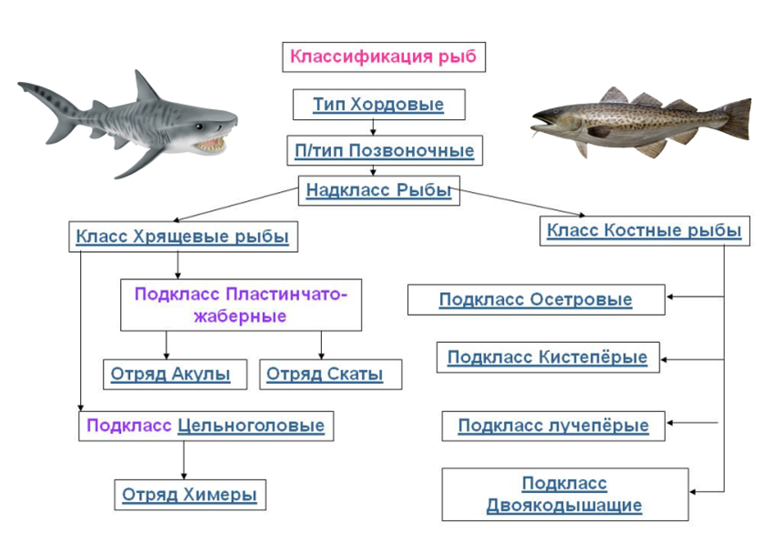 Рыбы (pisces)