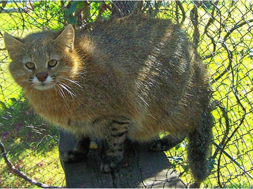 Пампасская кошка. образ жизни и среда обитания пампасской кошки