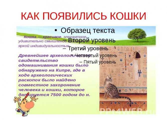 Откуда взялись кошки – версии и факты происхождения