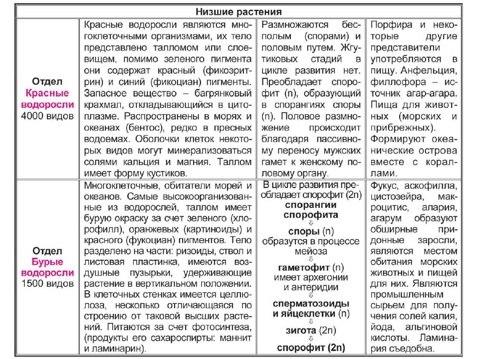 Побег растения