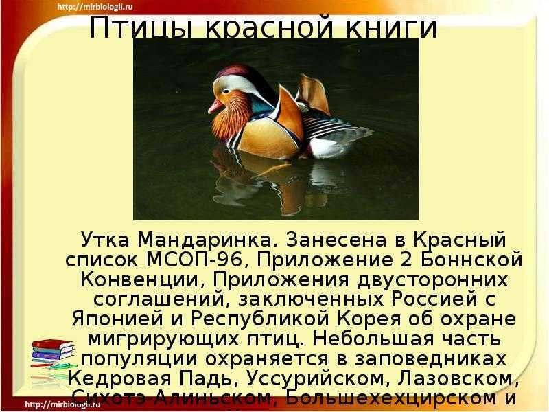 Барсук — внешний вид, где искать, образ жизни, питание, размножение + 88 фото