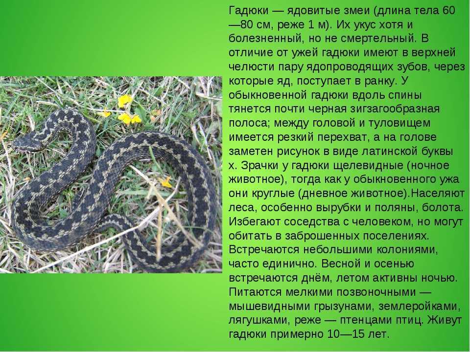 Кавказская гадюка (гадюка казнакова) ваше имя (обязательно) ваш e-mail (обязательно) тема сообщение пожаловаться ▲▼ проблемыинформация невернаопечатки, неверная орфография и пунктуацияинформация потер