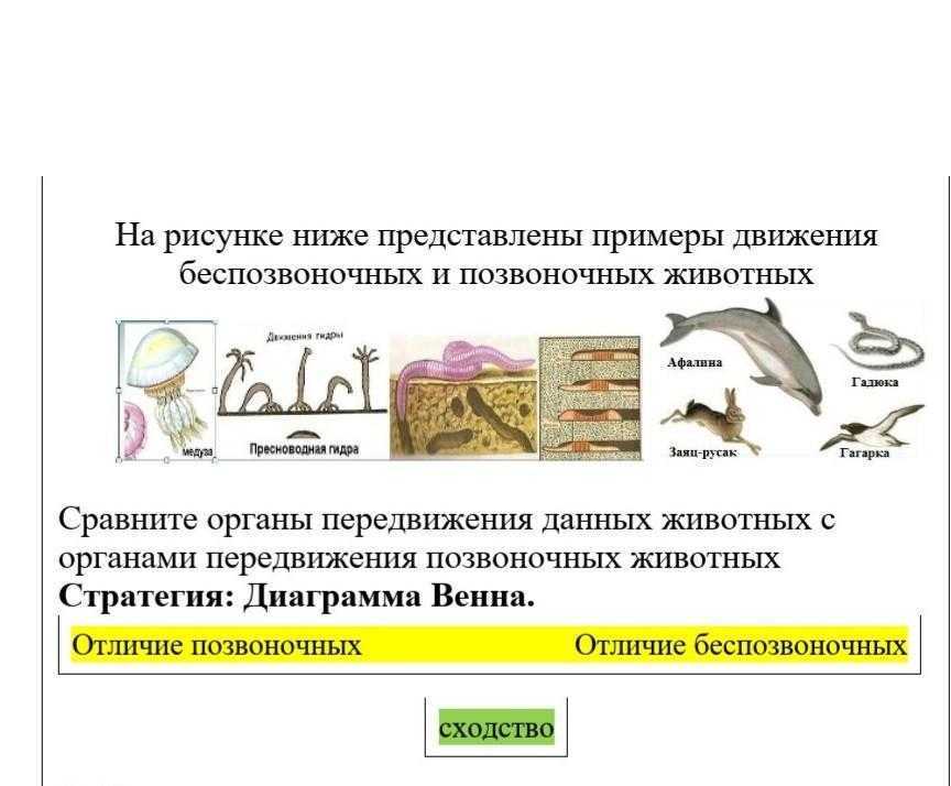 Беспозвоночные животные: общие черты и основные факты