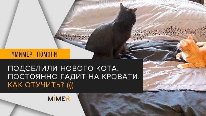 Кошка гадит на кровать: что делать, методы борьбы, чего не стоит делать хозяину