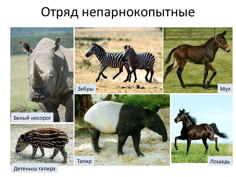 Животное носорог: где живёт, чем питается, интересные факты и фото