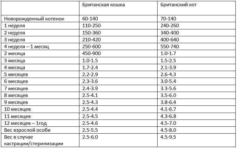 Сколько должен весить кот (кошка): таблица по возрастам, вес (средний, нормальный)