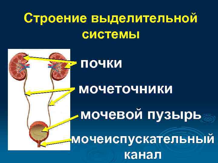Потеют ли кошки?
