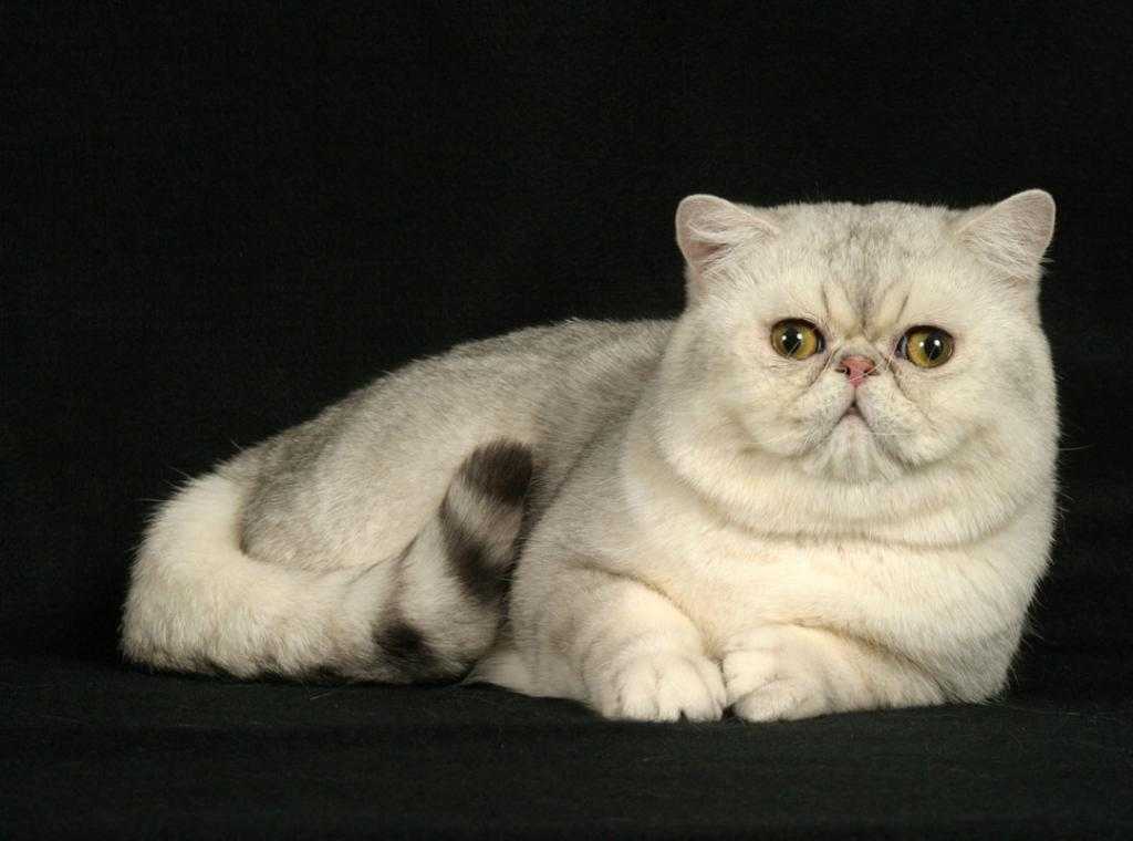 Кошка экзотическая короткошерстная — отзывы о породе