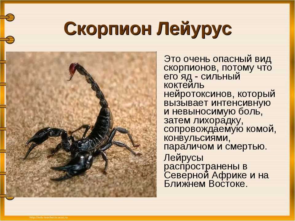 Эскорпион или ядозуб латинское название Heloderma horridum — это семейство крупных ящериц, класса Пресмыкающиеся, отряда Чешуйчатые Как выглядит Ядозубы