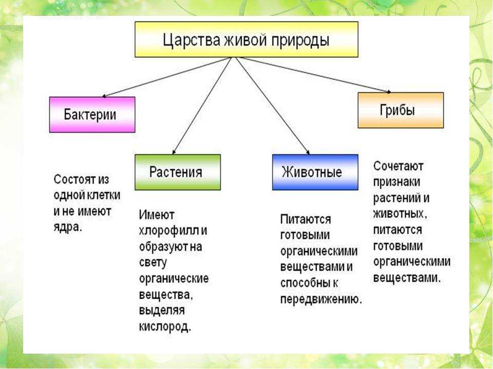 Урок 7: царство растения - 100urokov.ru