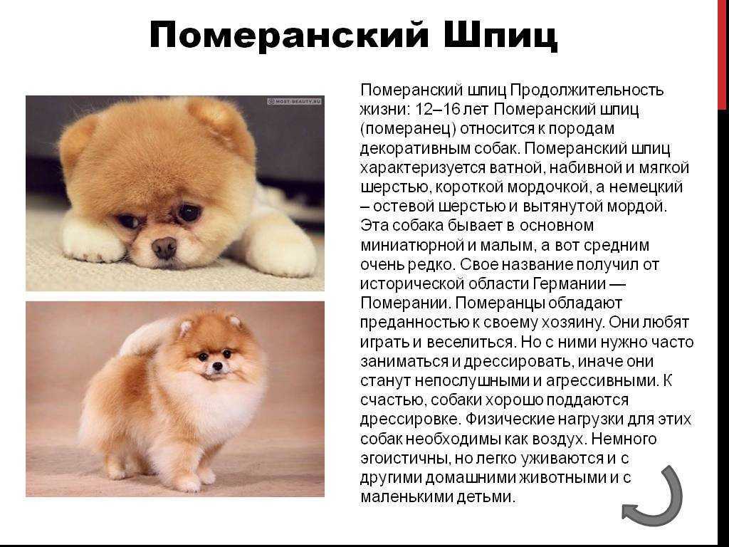 Как правильно выбрать шпица: шпиц мальчик или девочка, преимущества и недостатки