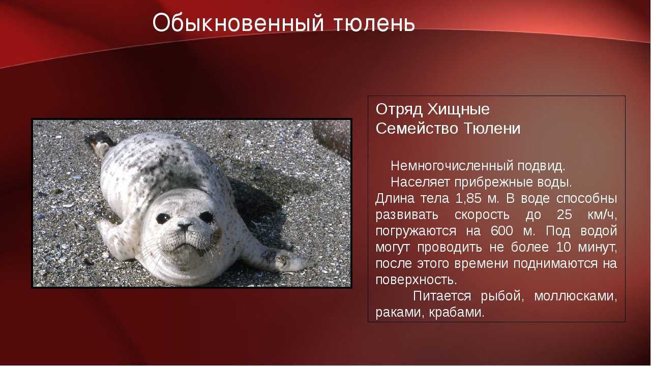 Внешние признаки Длинное, до 180 см, стройное веретеновидное тело этих животных создано исключительно для водного образа жизни Тюлени — сравнительно небольшие