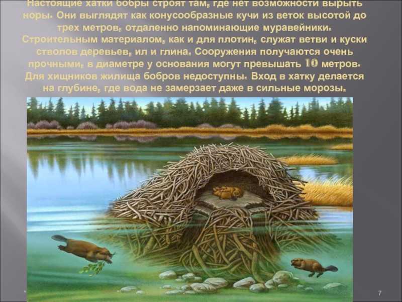 Речной и европейский бобр, особенности бобров