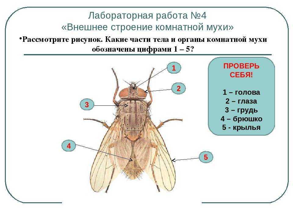 Как размножаются мухи: стадии развития, особенности видов