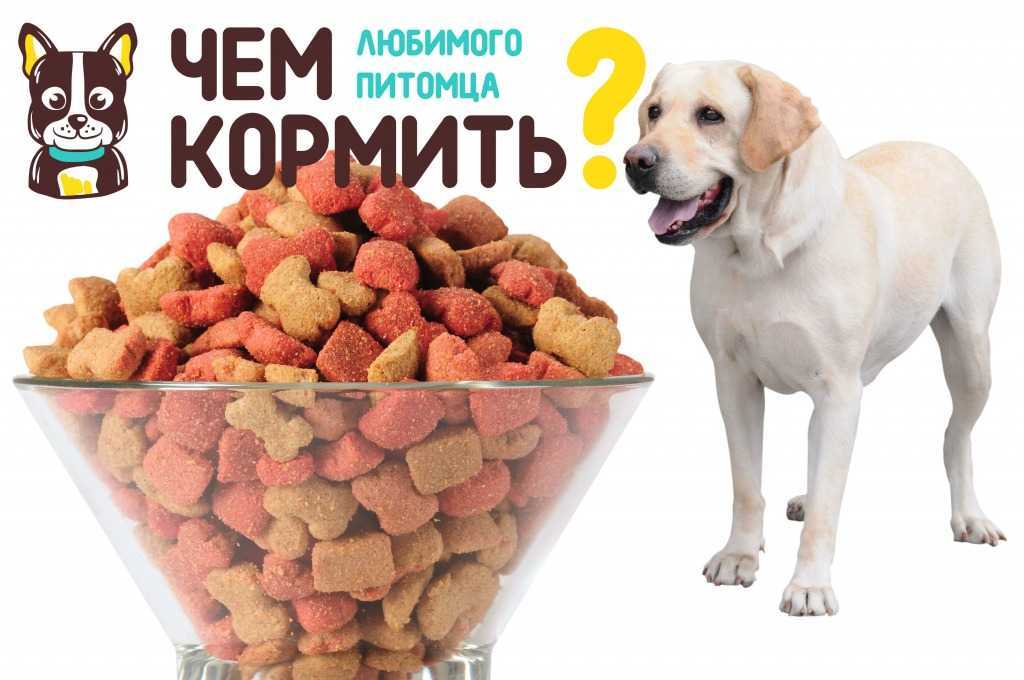 Какие лакомства нельзя давать собакам: список продуктов, возможные проблемы