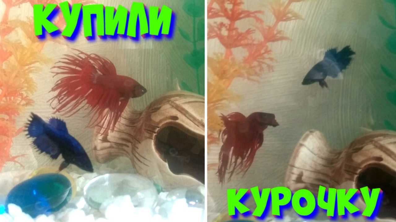 Рыбки петушки: уход и содержание, совместимость, размножение, виды, фото, видео | блог аквариумиста