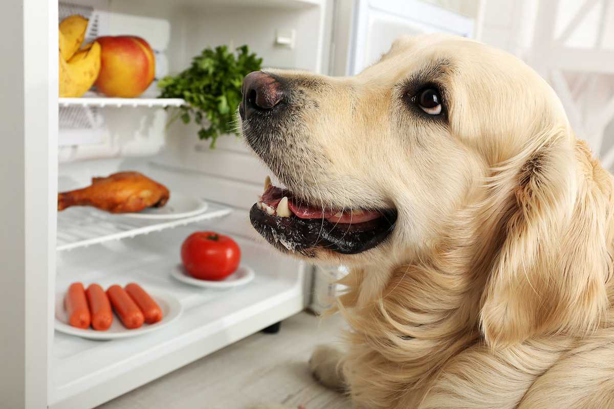 12 вещей, которые нельзя давать собаке