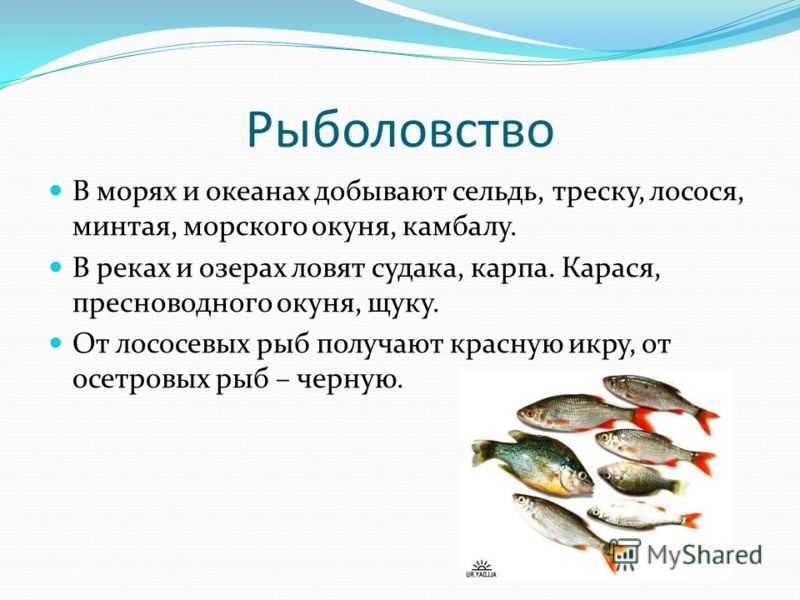 Размножение, развитие и миграции рыб, биология