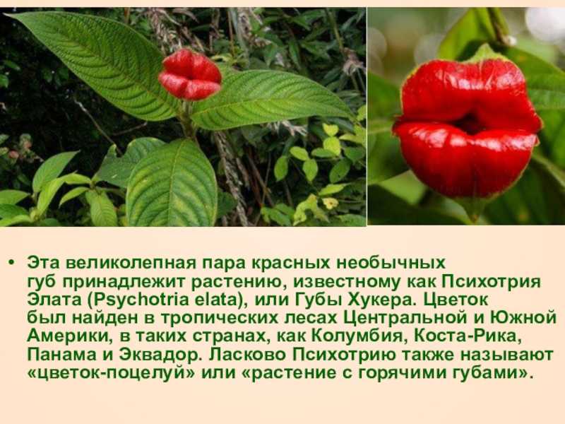 Бурозубка животное. образ жизни и среда обитания бурозубки | животный мир