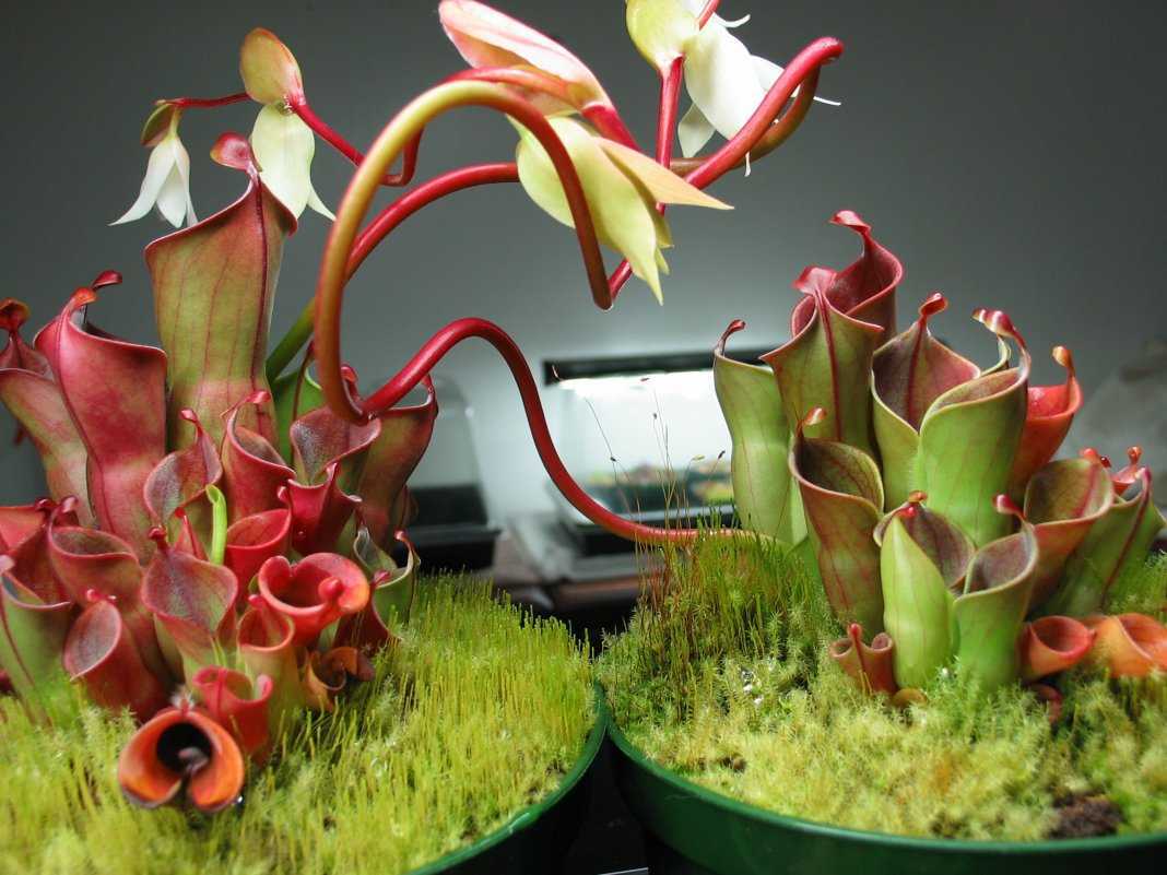 Можно ли давать коту сырую куриную грудку. можно ли кошке есть кости и как это правильно делать