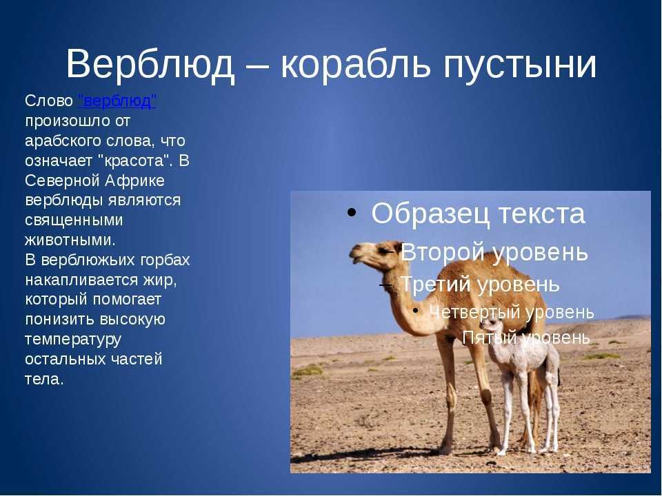 Животные полупустынь и пустынь