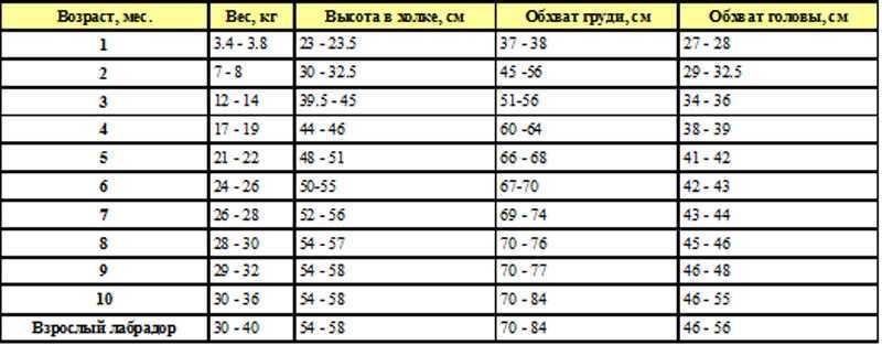 Лабрадор: уход и содержание, кормление щенка, дрессировка лабрадора в домашних условиях