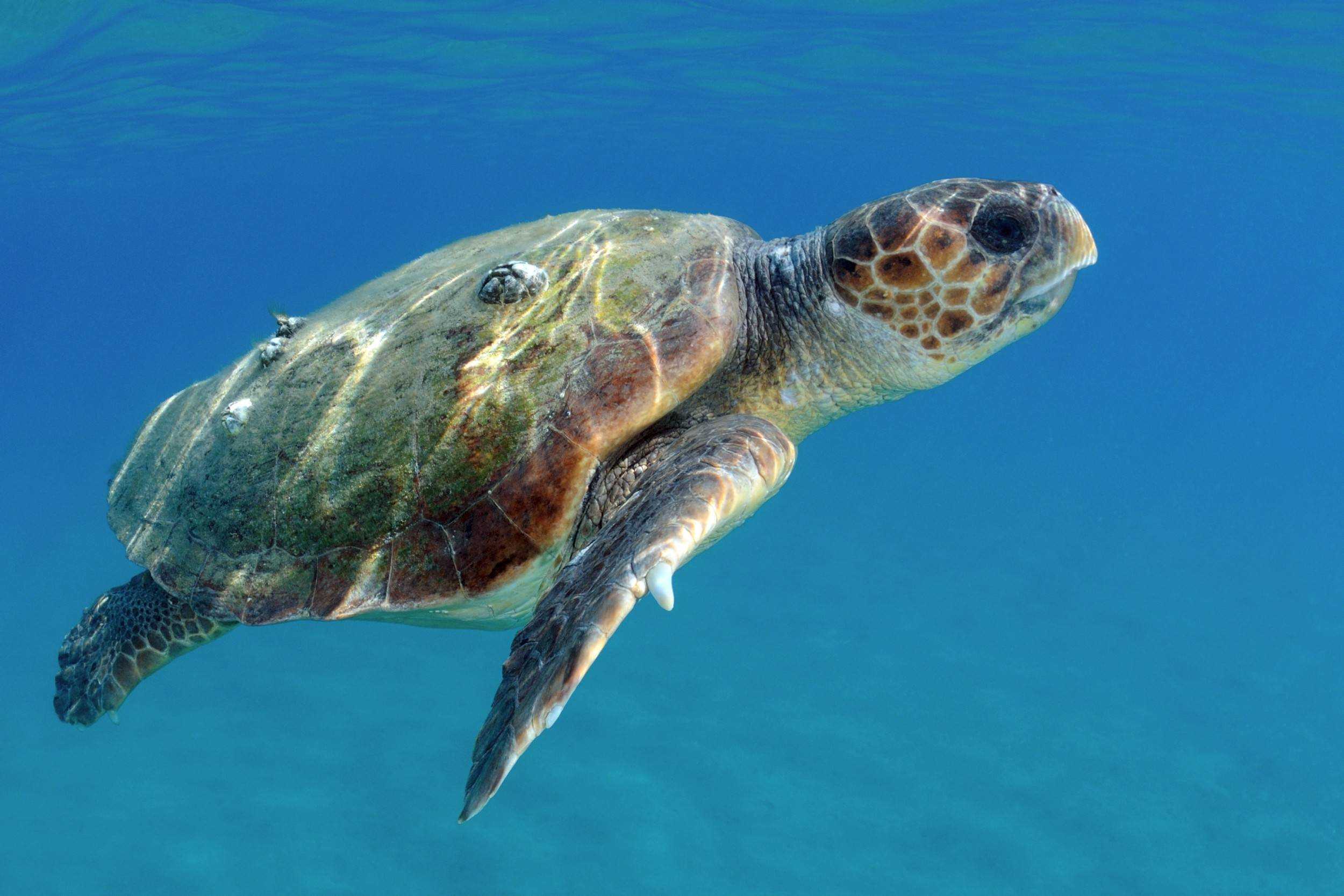 Loggerhead sea turtle, facts and photos