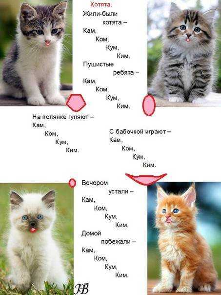 Имена для котов мальчиков