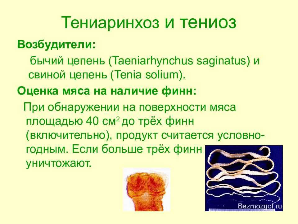 Кошачья змея имеет небольшую длину, лишь отдельные особи достигают 1 м Голова овальной формы, четко отграничена от туловища шейным перехватом
