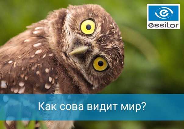 Все народные приметы о сове и способы их нейтрализации