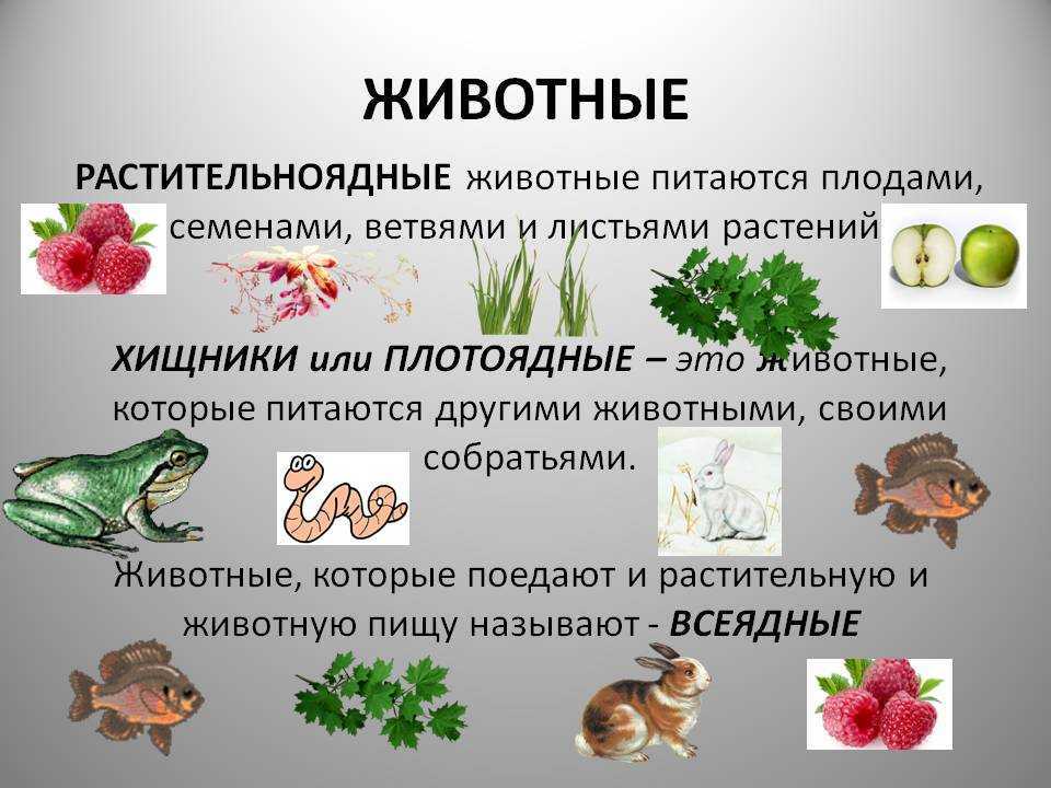 Что такое растительноядные животные. травоядные, или растительноядные животные: особенности, список, виды и фото