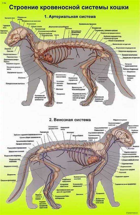 Анатомия и физиология кошки: основные характеристики