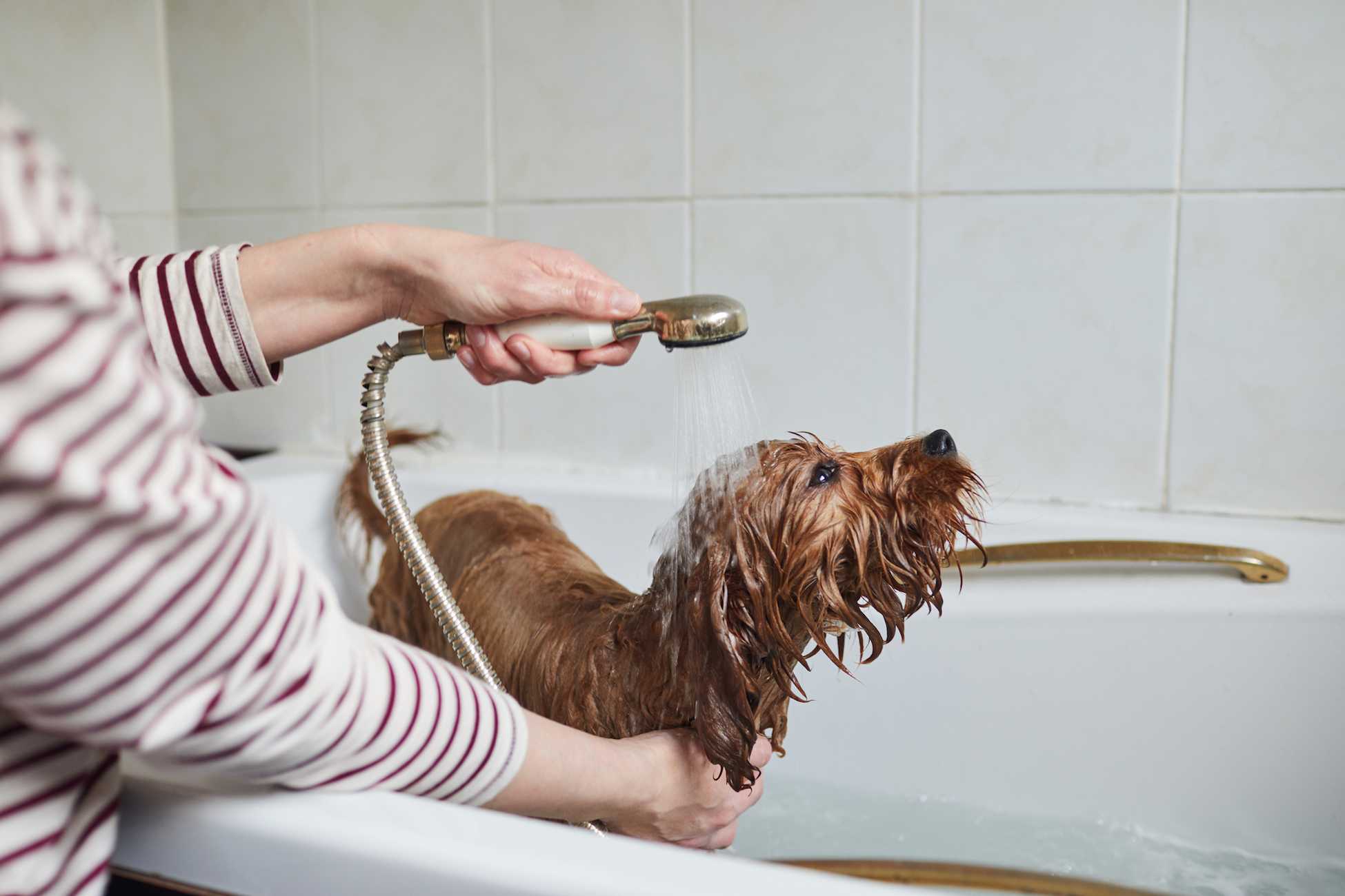 Когда можно мыть щенка первый раз?