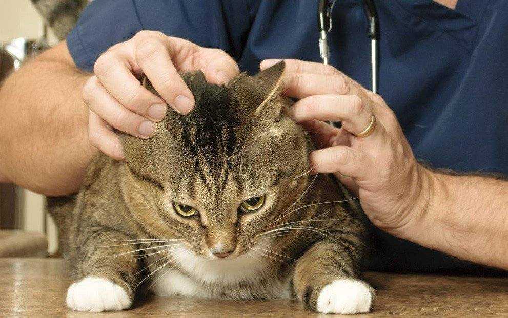 Блохи у кошек: симптомы, профилактика, лечение