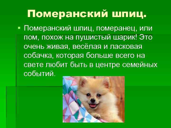 Померанский шпиц: отзывы о породе. как выбрать собаку для дома :: syl.ru