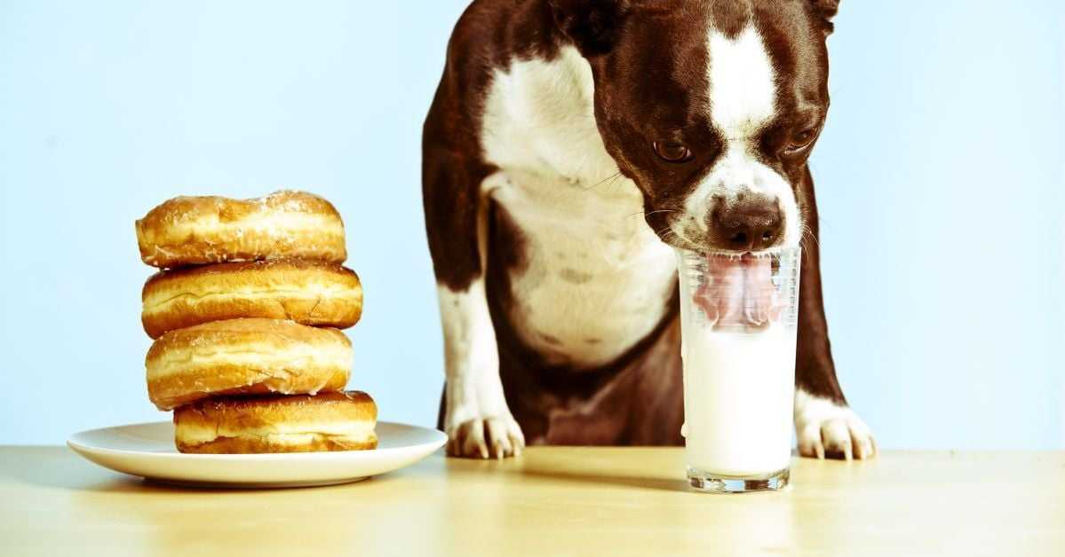 Отравление собаки ядом и поваренной солью — первая помощь