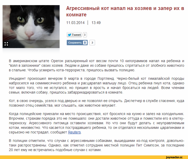Кошка шипит: почему, причины, агрессия на хозяина или постороннего человека,что делать