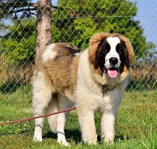 Гордость россии: московская сторожевая собака с фото, подробной характеристикой и описанием породы