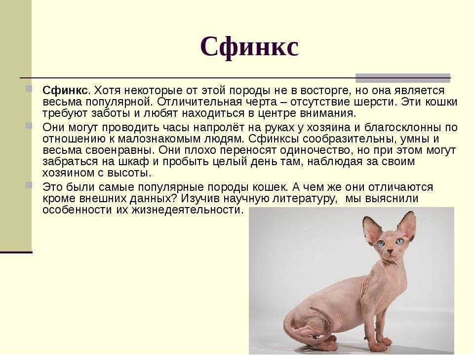 Кошки бамбино: описание породы, характер, особенности ухода, история выведения