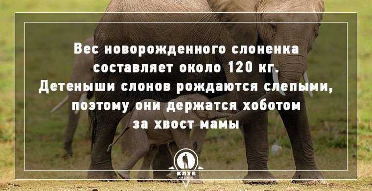 Интересные факты о слонах