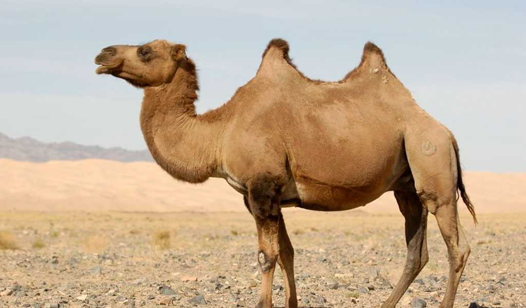 Верблюд - виды, фото, где живет, что едят, описание, размножение