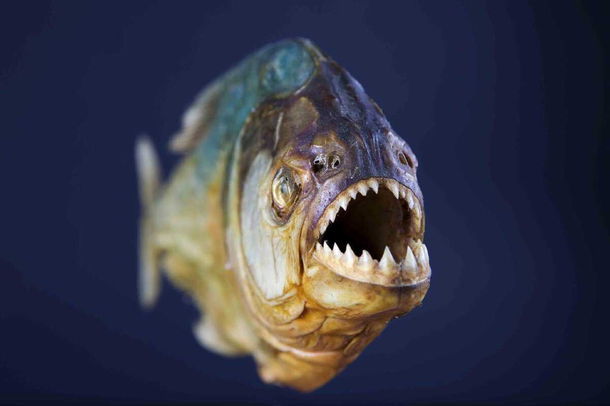Рыбы красного моря