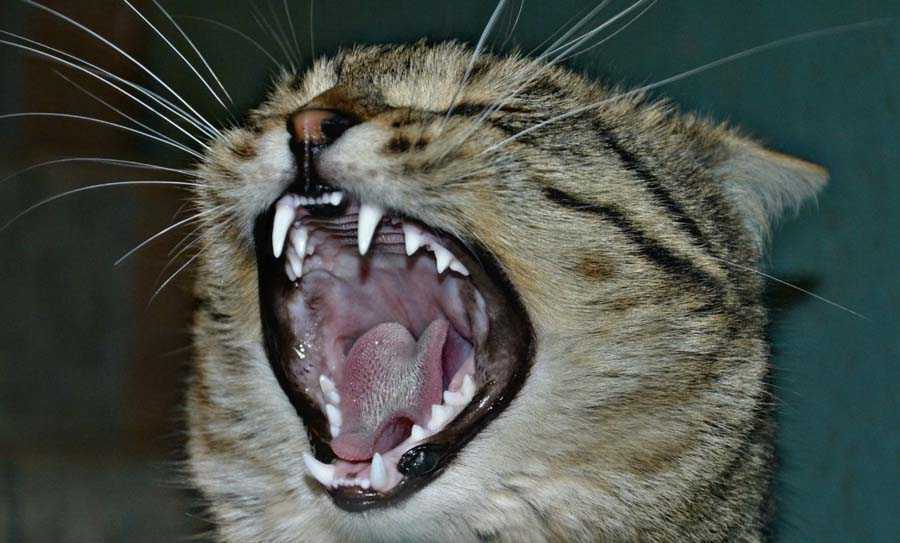 Зубы у кошек: заболевания и уход